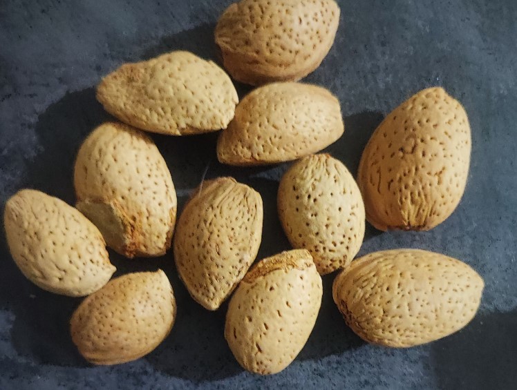 خرید بهترین بادام سنگی